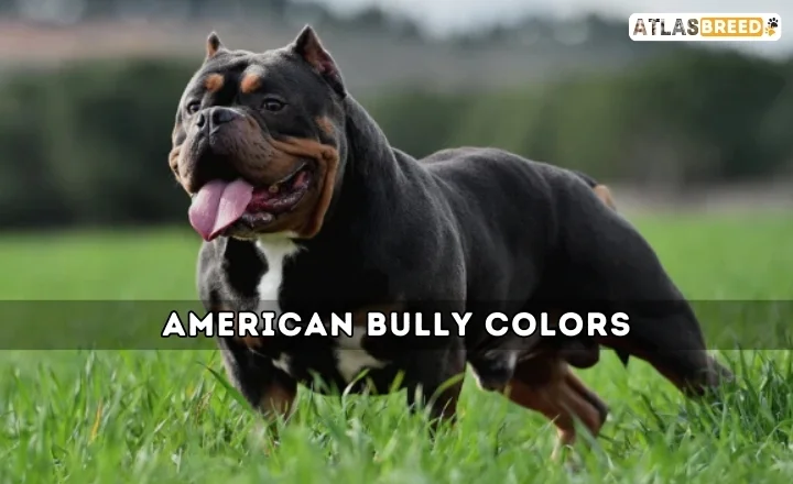 American Bully Colors