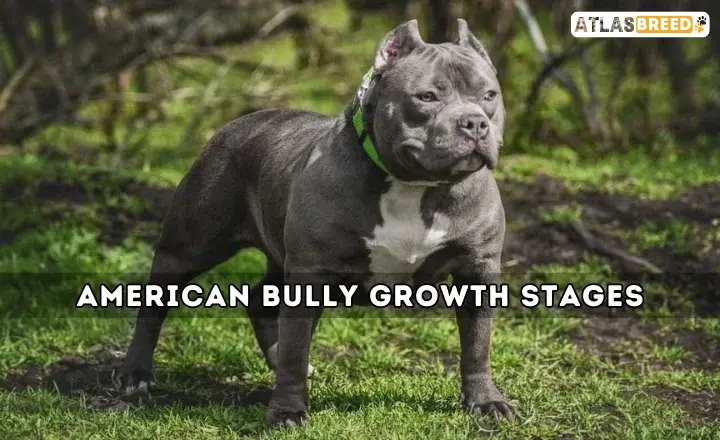 American Bully Growth Stages