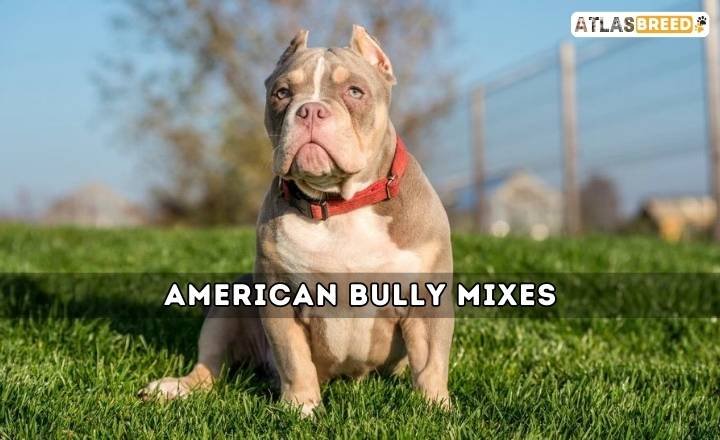 American Bully Mixes