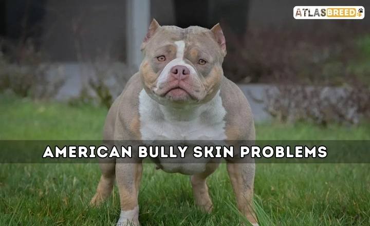 American Bully Skin Problems