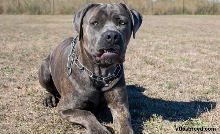 cane corso pitbull mix

