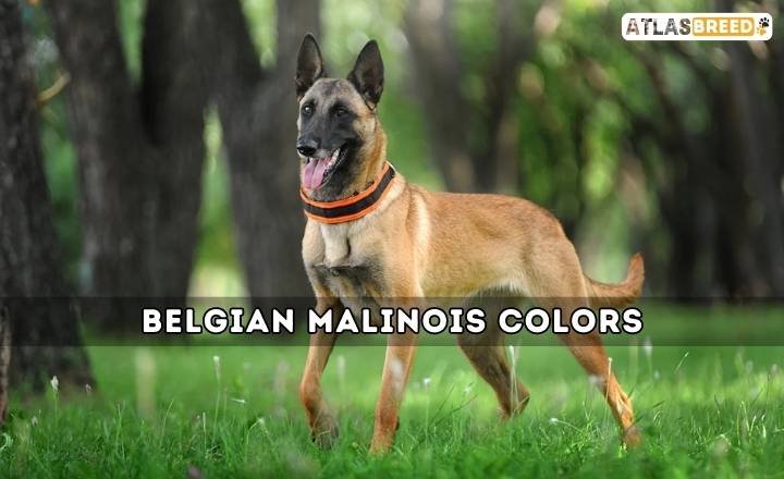 Belgian Malinois Colors