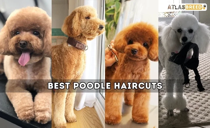 Best Poodle Haircuts