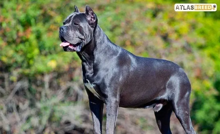 Black Brindle Cane Corso