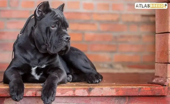 Black Cane Corso