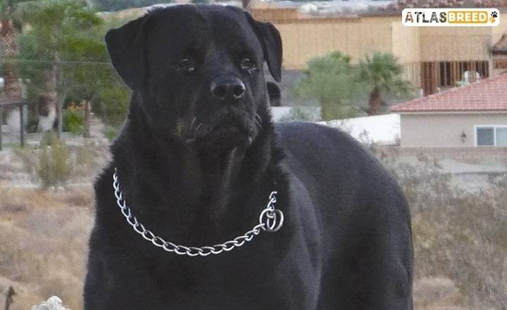 Black Rottweiler colors