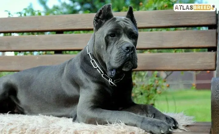 Blue Cane Corso White 