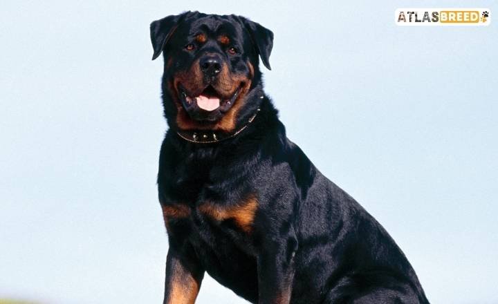 Blue Rottweiler