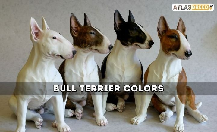 Bull Terrier Colors