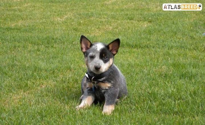 american bully mix


