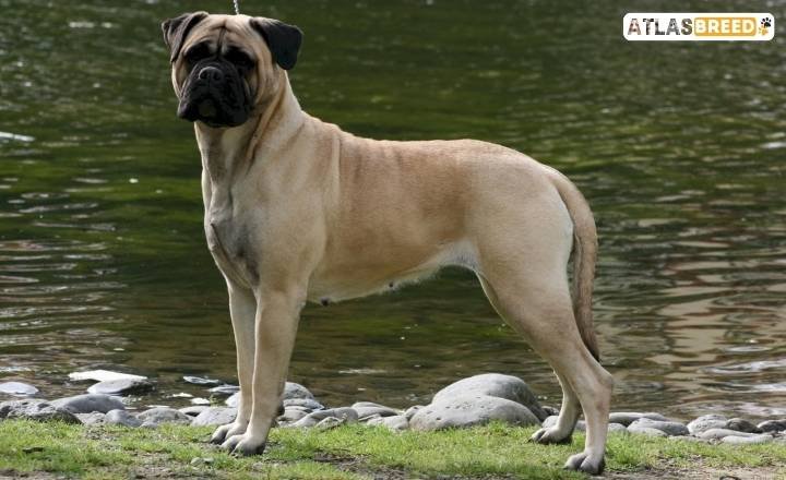 american bully mix

