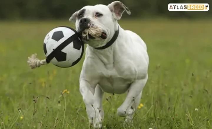 bully mix


