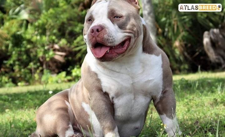 american bully mastiff mix

