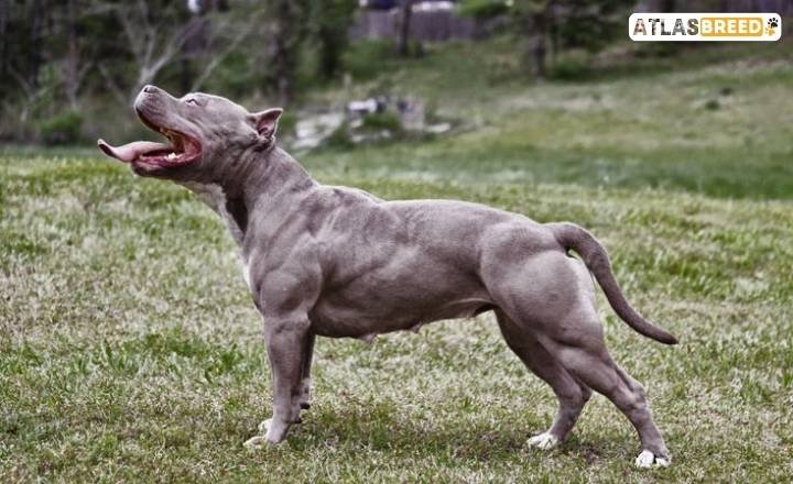 american bully mix

