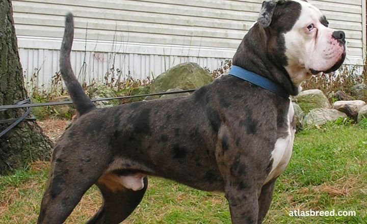 cane corso mix

