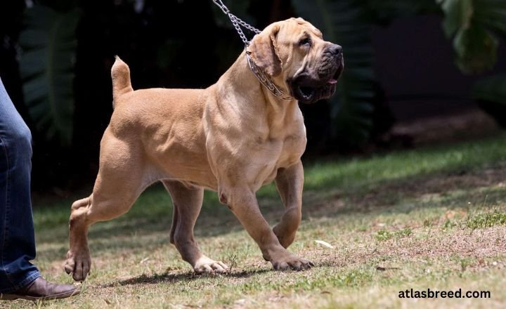 tibetan mastiff cane corso poodle mix

