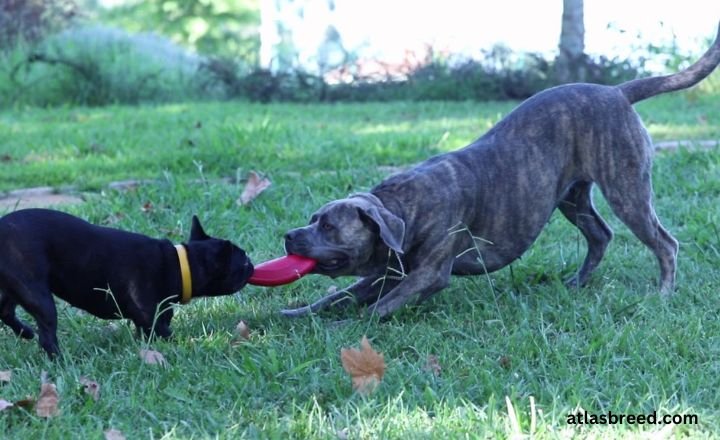 cane corso tibetan mastiff mix

