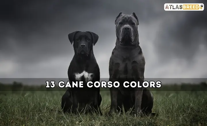 Cane Corso Colors