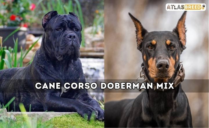 Cane Corso Doberman Mix