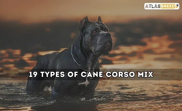 Cane Corso Mix