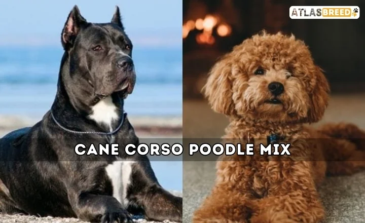 Cane Corso Poodle Mix