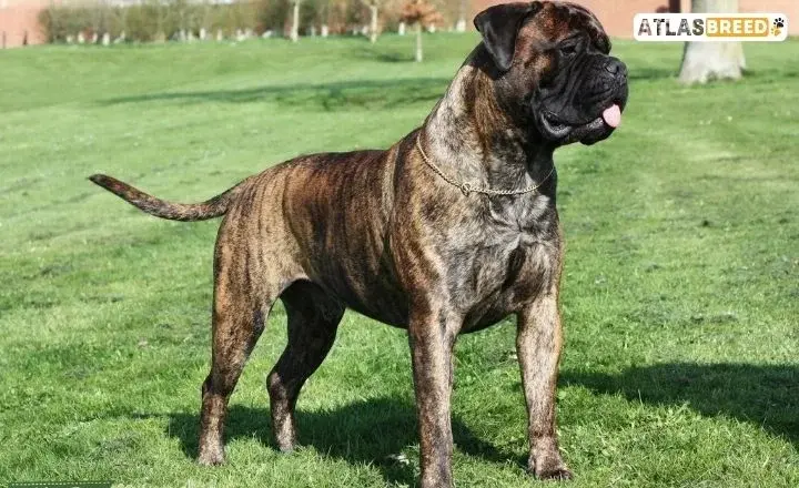 Chestnut Brindle Cane Corso