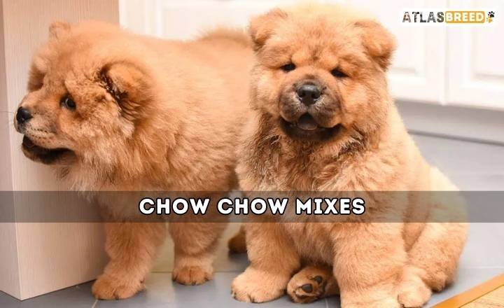 Chow Chow Mixes