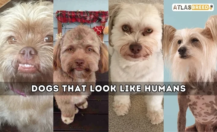 Dogs That Look Like Humans