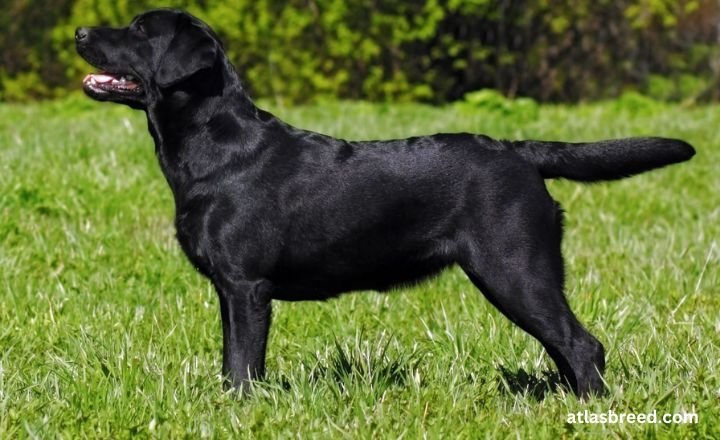 miniature Labrador Retriever
