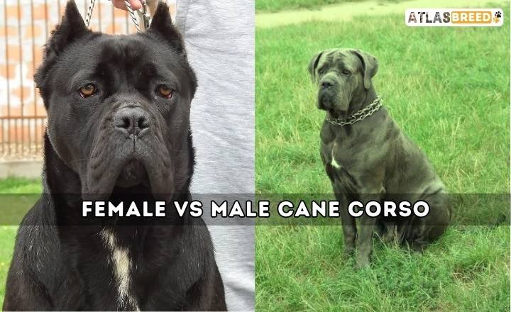 Female Vs Male Cane Corso