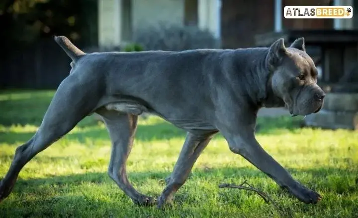 Gray Cane Corso