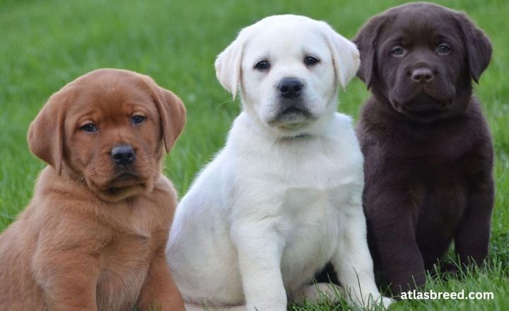 mini lab

