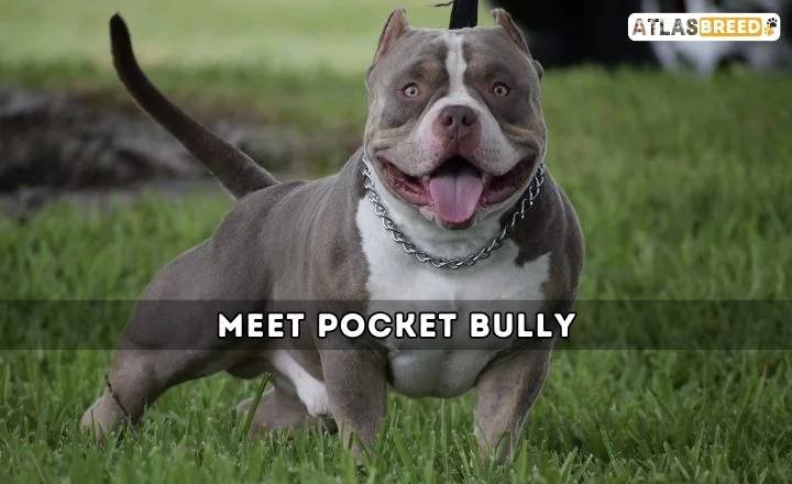 Meet Pocket Bully