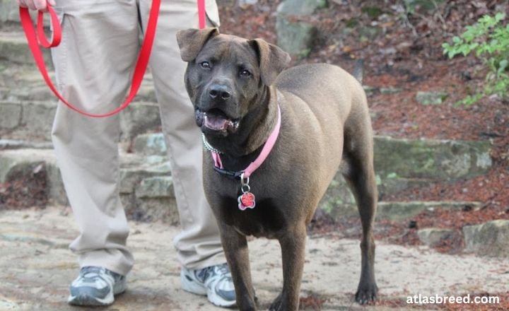 cane corso brown
