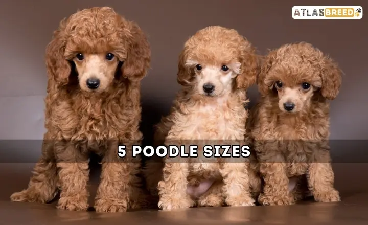 Poodle Sizes