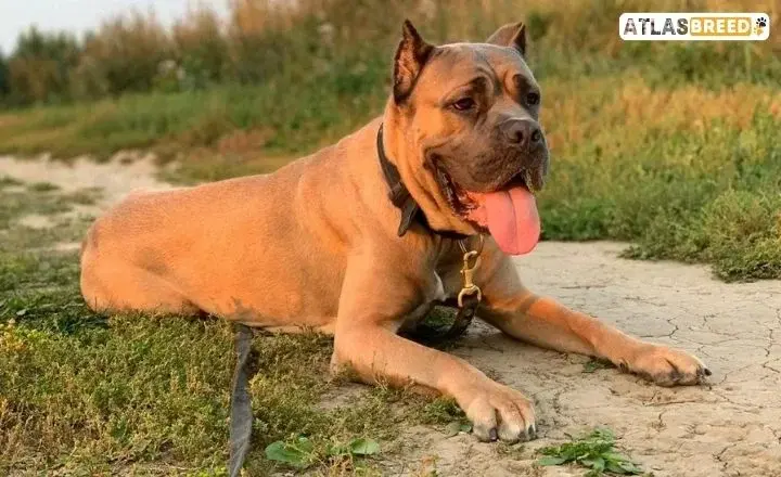 Red Cane Corso