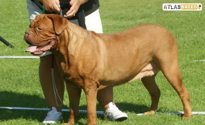 Tawny Cane Corso