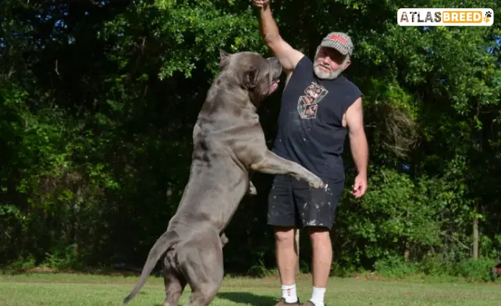 american XL Bully growth chart