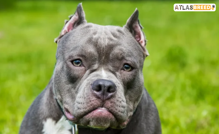 american bully skin allergies