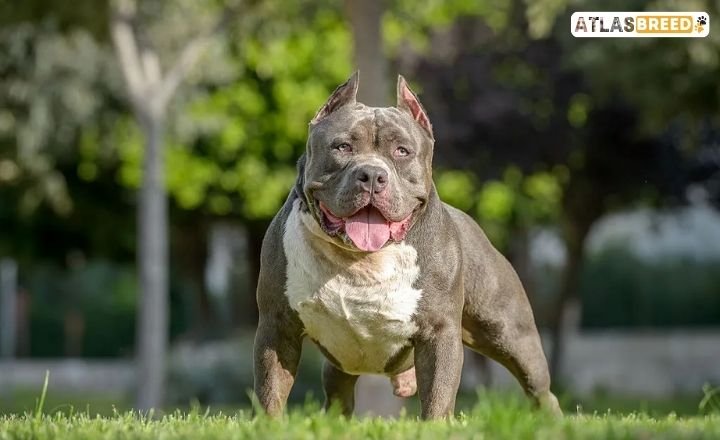 cane corso american bully mix



