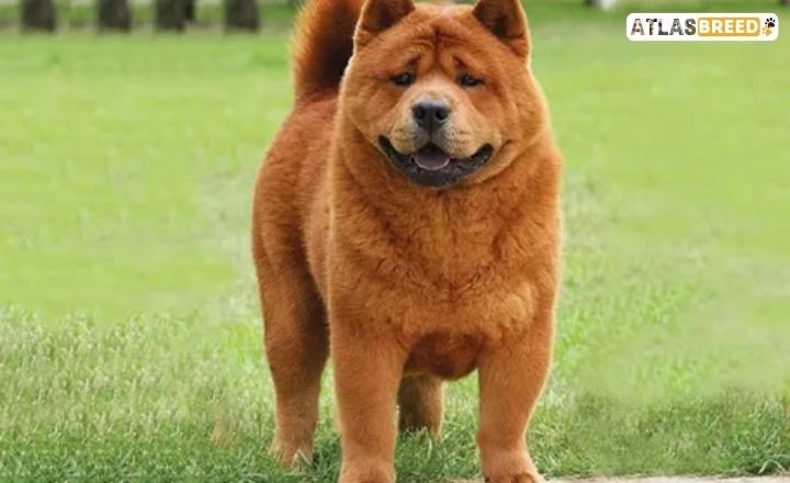 red merle chow chow

