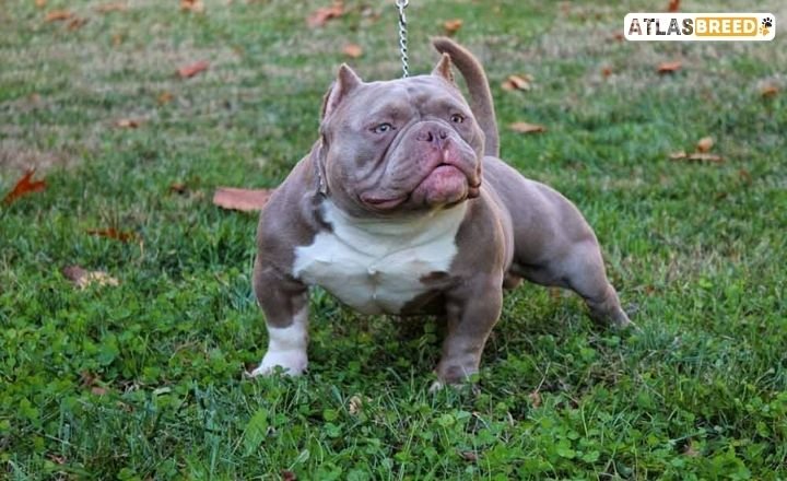 pocket bully vs micro bully

