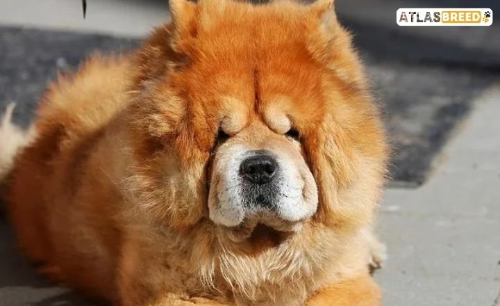 chow chow colors

