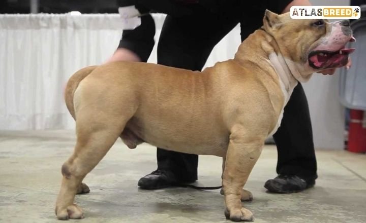american bully micro size

