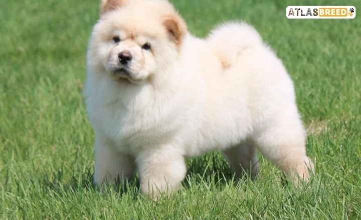 rare chow chow colors

