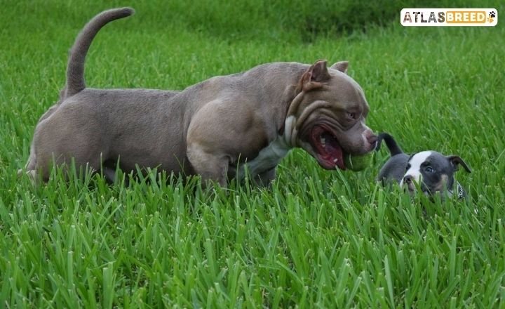 micro vs pocket bully

