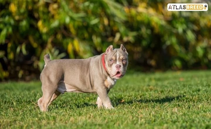 micro bully vs pocket bully

