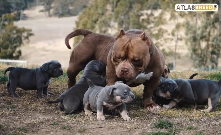 micro bully vs pocket bully


