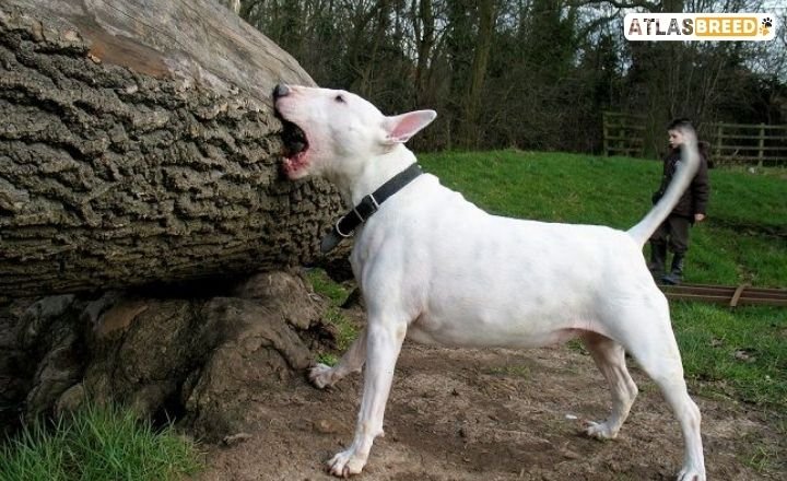 bull terrier colors

