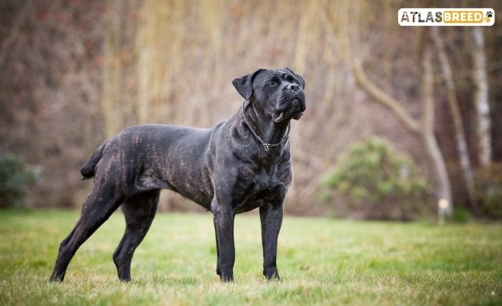 american bully cane corso mix

